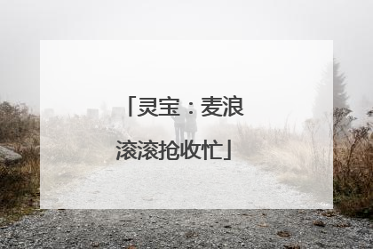 灵宝：麦浪滚滚抢收忙