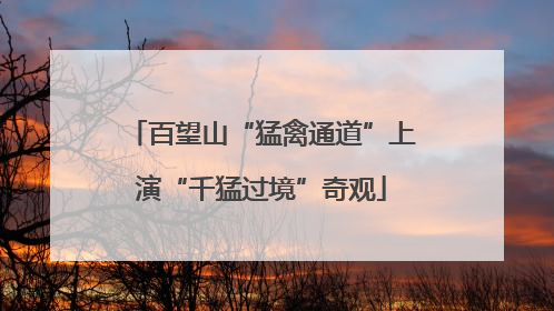 百望山“猛禽通道”上演“千猛过境”奇观