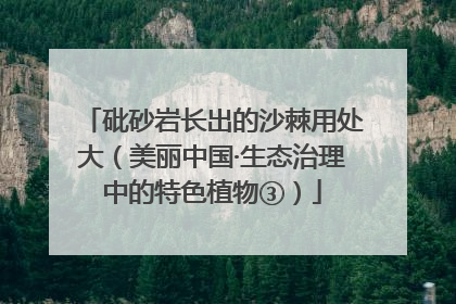 砒砂岩长出的沙棘用处大（美丽中国·生态治理中的特色植物③）