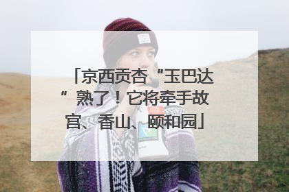 京西贡杏“玉巴达”熟了！它将牵手故宫、香山、颐和园