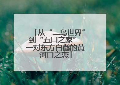 从“二鸟世界”到“五口之家” 一对东方白鹳的黄河口之恋