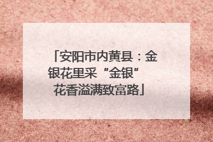 安阳市内黄县：金银花里采“金银” 花香溢满致富路