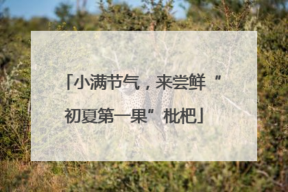 小满节气，来尝鲜“初夏第一果”枇杷