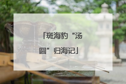 斑海豹“汤圆”归海记