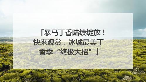 暴马丁香陆续绽放！快来观赏，冰城最美丁香季“终极大招”