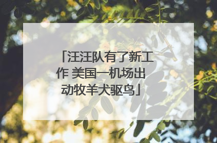 汪汪队有了新工作 美国一机场出动牧羊犬驱鸟