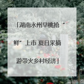 湖南永州早桃抢“鲜”上市 夏日采摘游带火乡村经济